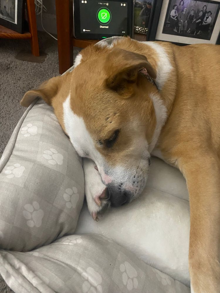 Della the dog, her sleeping head resting upon her adorable paw. 