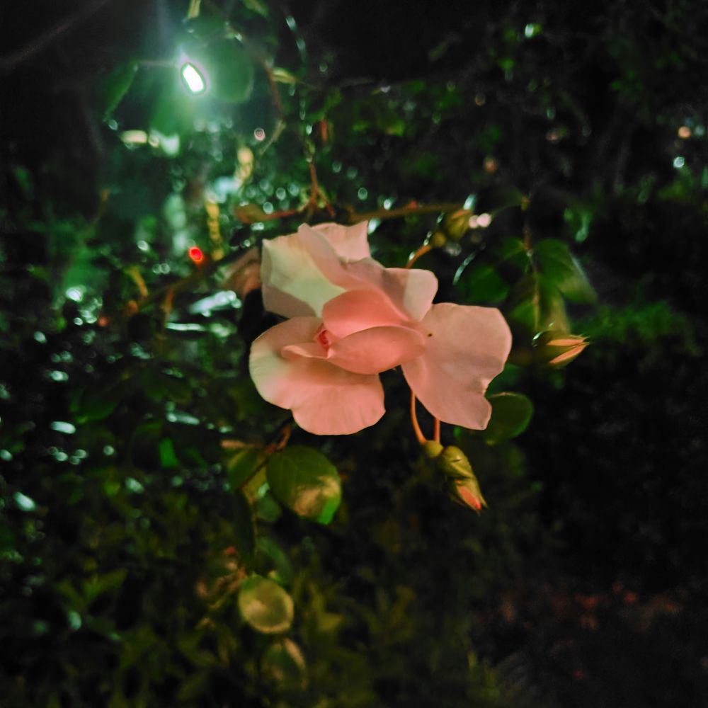 夜のピンクのバラの写真