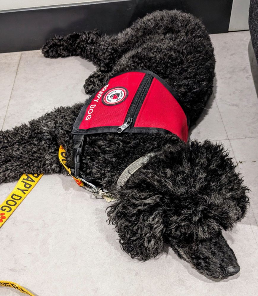 Fluffy black dog with red therapy dog vest laying on the floor