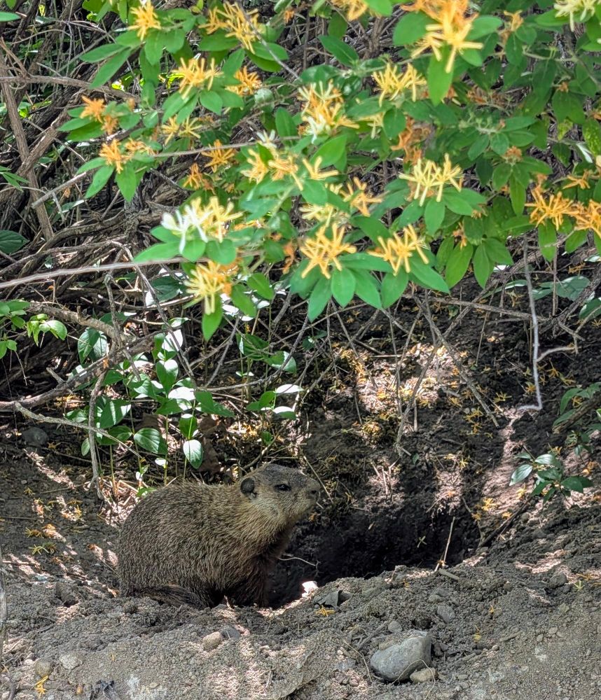 A groundhog sniffing at his groundhog hole.