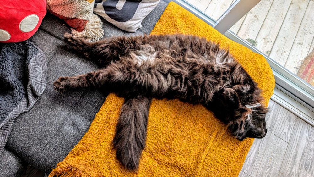 A fluffy black and white cat laying on his back stretched out on a blanket