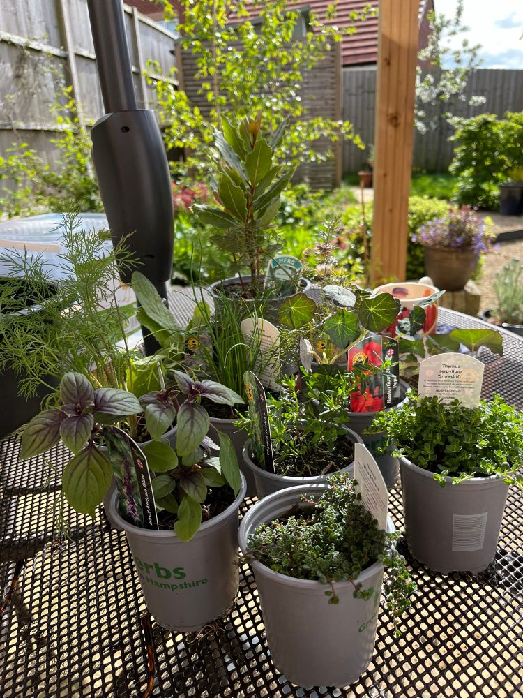 Photo of pots of herbs in the sun on garden table. 