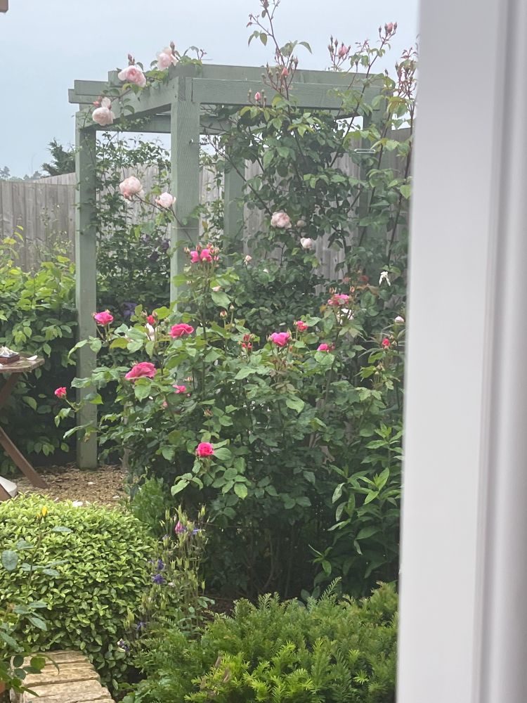 Photo of bush and climbing roses in my garden frothing around the pergola. 