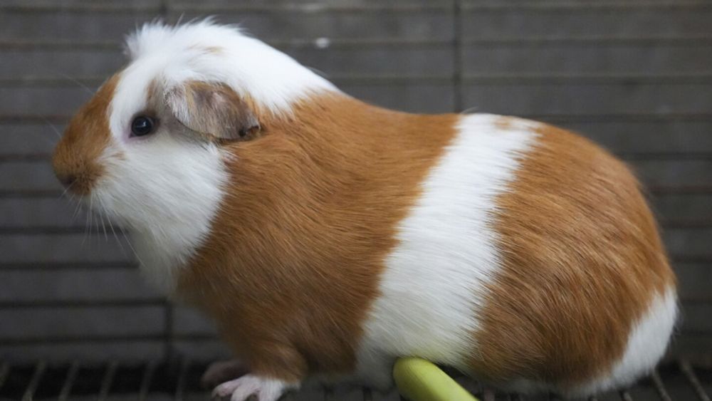 Peru celebrates 2 decades of a fast-growing breed of guinea pigs eaten as a delicacy