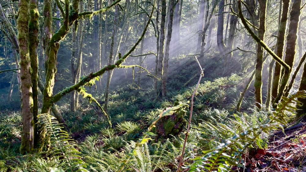 Light coming through the fog and trees. Green moss catching the sun.