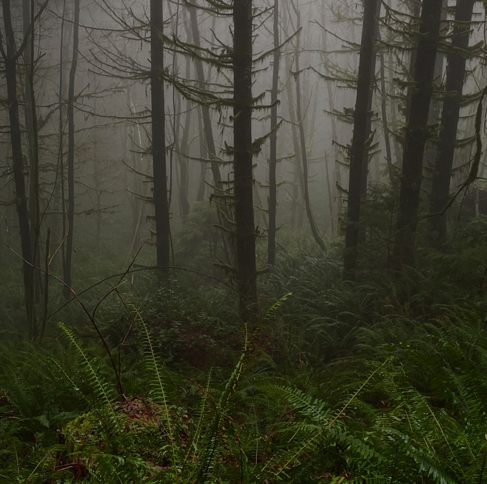 Dark PNW forest with heavy fog.