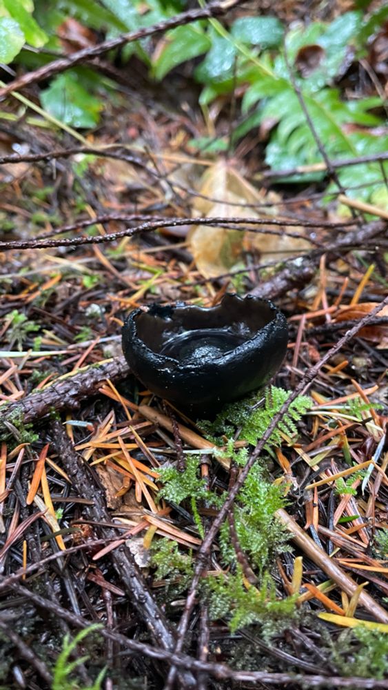 Black cup mushroom and moss on the forest floor. 