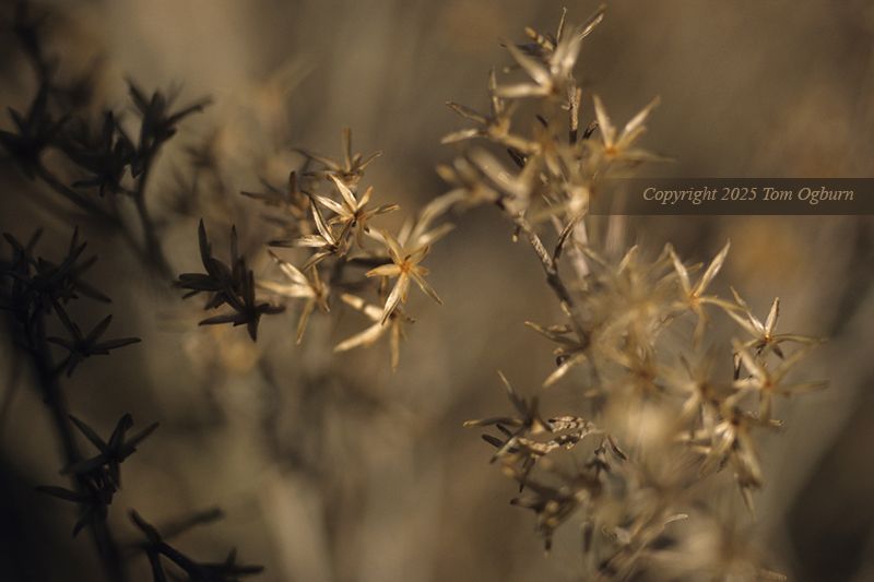Small dried golden brown chamisa petals in sharp midrange focus in a sea of blur.

In the late summer of 2011, I walked for days through fields & along the roadway by my home, one of the remaining small sections of Route 66. I was collecting the tiny dried brown blossoms of the chamisa flower. I had in mind to use them in some handmade papers, made by my niece who is a wonderful hand-crafted book artist. It took almost three weeks with a Croghan folding camp saw, used as a thresher, allowing the petals & some twigs to fall into large freezer bags.

Needless to say, there were a lot of people along old Route 66 craning their necks trying to figure out what I was doing as they sped by in Time.

This image was made at that same time to accompany the actual suspended petals in an assemblage/collage.

I was working on a series of digital composite images at the time called “Vestiges.” It was one of the most fun in years, for I could use most any imagery I wanted that was in the public domain. It was in the realm of photo-montage & in actuality was all digital.  I began with a base idea of using film negatives from all eras of photographic and filmic history, welded into a mindstream, a nearly visible “current” which was streaming the small image past you.

As a paired series forms in my mind, I planned to use handmade paper as both a substrate & torn materials combined with many of the film images in the digitally produced “vestiges” works. The chamisa flowers were meant for that purpose. While I did ship some large bags to Birmingham to my niece & a few weeks later received about 40 sheets of incredibly intriguing chamisa paper back, I never went forward with the sandwiched collages. A move to Arizona was emerging & all things began to gravitate in that direction.

The “Vestiges” works gave birth to the Hybrid series, as did the “Chamisa Collage” works, which both are still on the idea planks of my mind for weaving together in a similar fashion in a year or so.