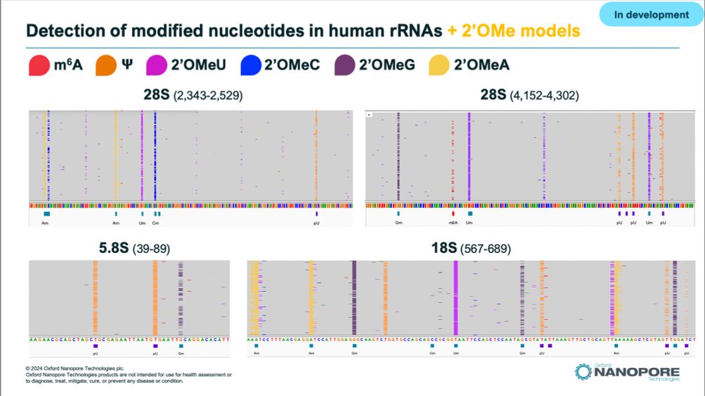Selected areas of Human rRNAs showing modification calls in IGV. Samples sequenced by ONT direct RNA sequencing with experimental Remora models calling m6A, m5C, PseudoU, and all 4 2'Ome modifications. 