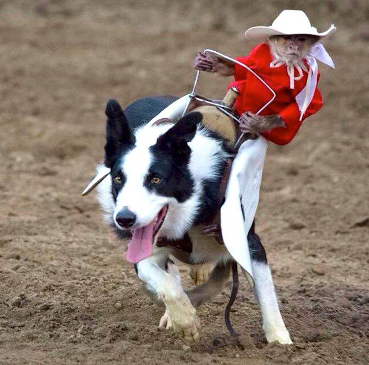 photo of a monkey riding on a border collie
