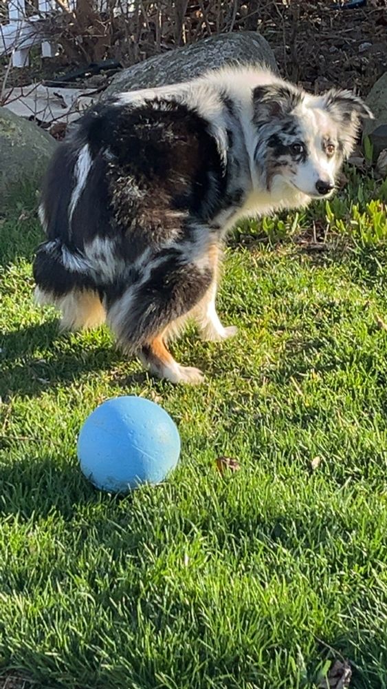 Dog gettin ready to drop a turd next to a blue ball.