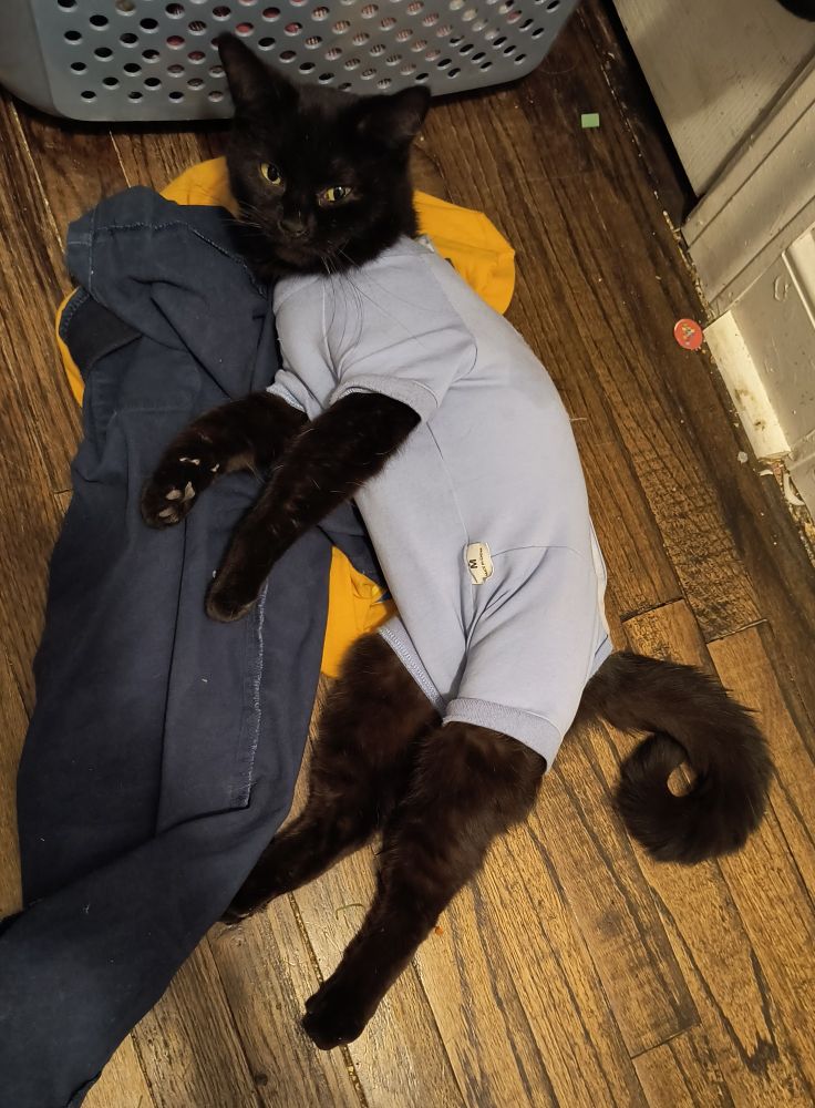 Black cat in blue pajamas laying on top of my son's dirty blue school pants and yellow shirt. 