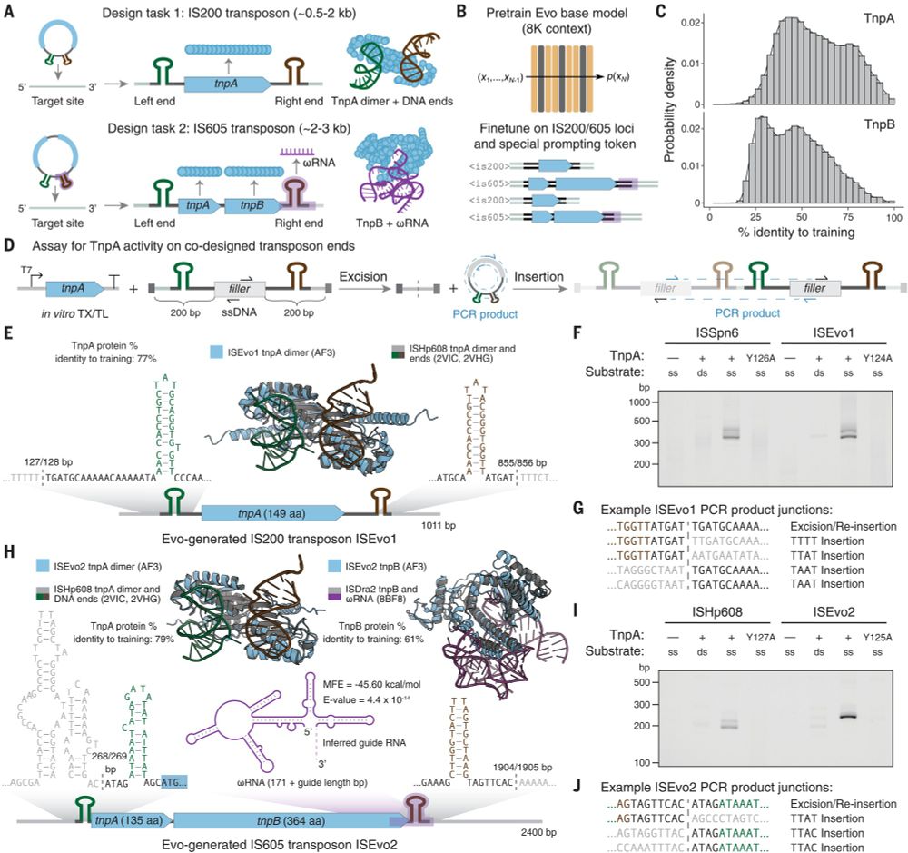 Fig. 4. Fine-tuning on IS200/IS605 sequences enables generative design of transposable biological systems.
