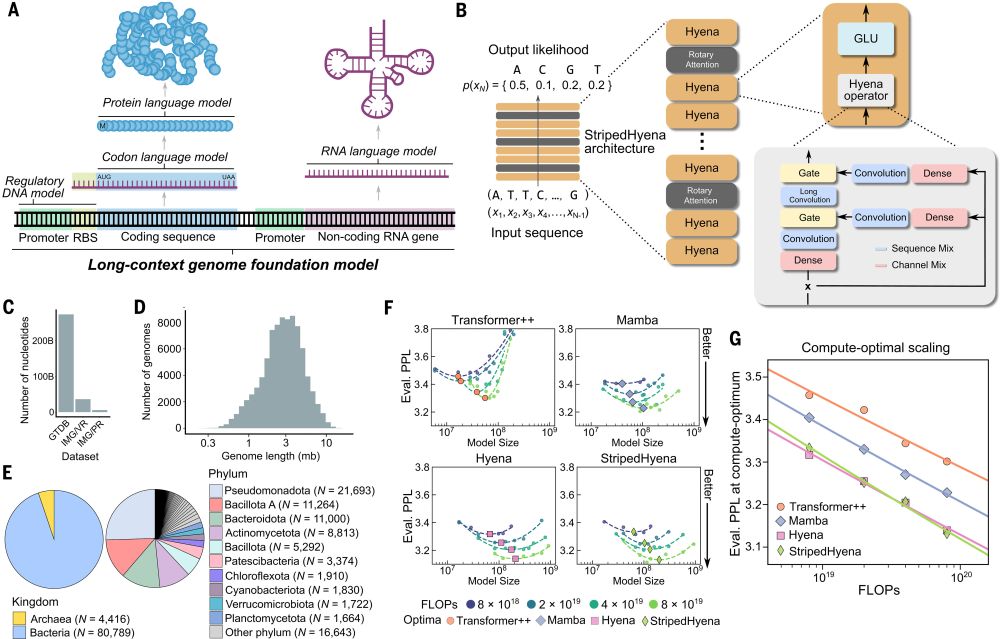Pretraining a genomic foundation model across prokaryotic life.