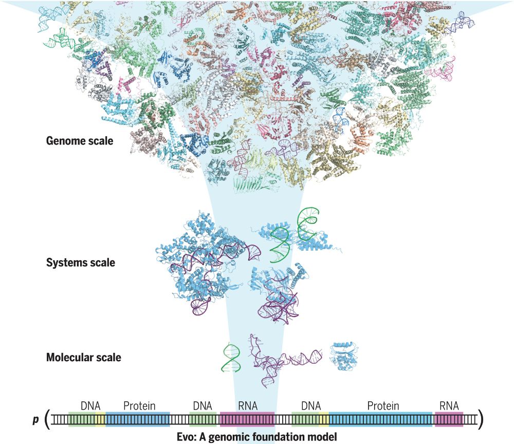 Evo, a 7-billion-parameter genomic foundation model, learns biological complexity from individual nucleotides to whole genomes.

