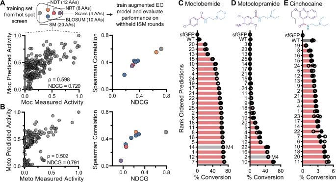 ML-guided directed evolution predicts highly active mutants with a lower screening burden than iterative site saturation mutagenesis.