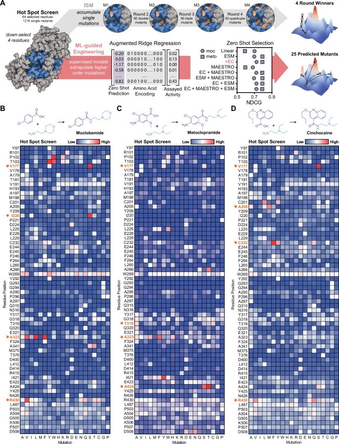 Rapid generation of sequence-fitness landscape data for ML-guided directed evolution of McbA.