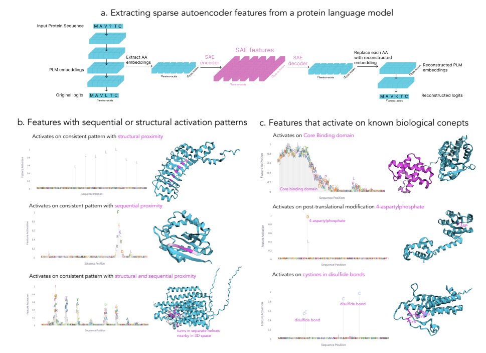 Overview of SAE methodology and representative SAE features revealed through automated activation
pattern analysis