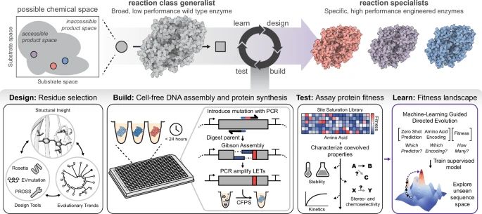 An ML-guided, cell-free enzyme engineering platform.