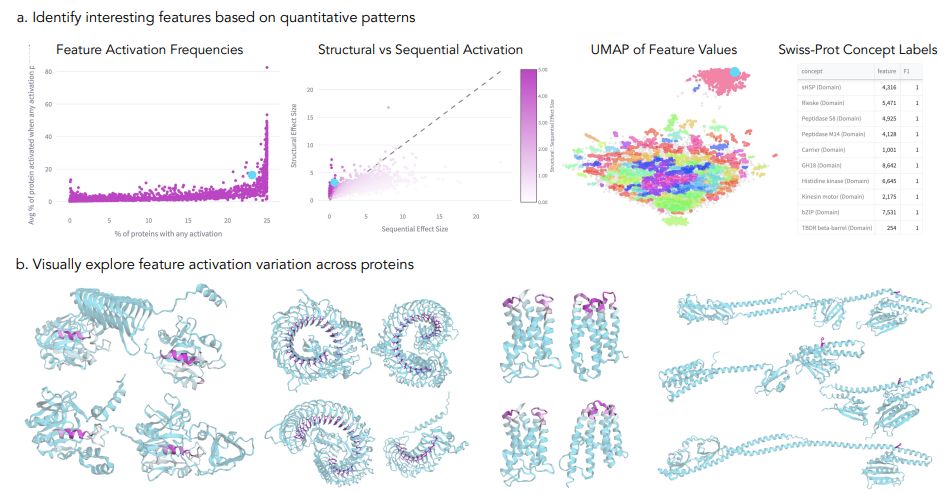 SAE feature analysis and visualizations reveal features with diverse and consistent activation patterns