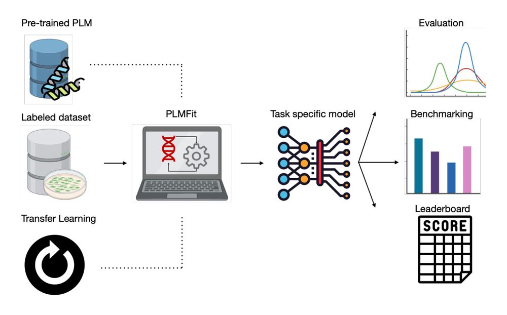 Figure 1. Overview of the PLMFit benchmarking analysis. 