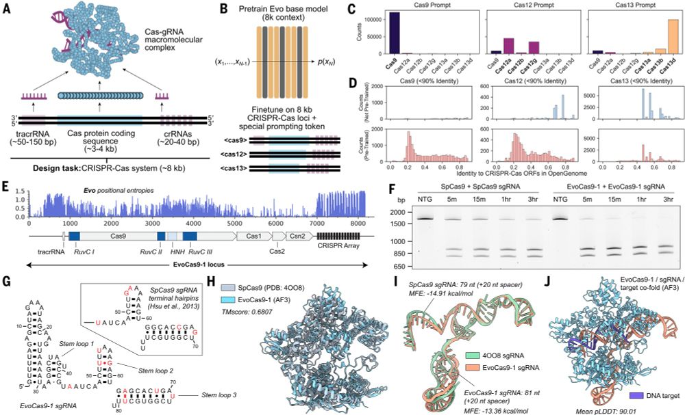 Fine-tuning on CRISPR-Cas sequences enables generative design of protein-RNA complexes.