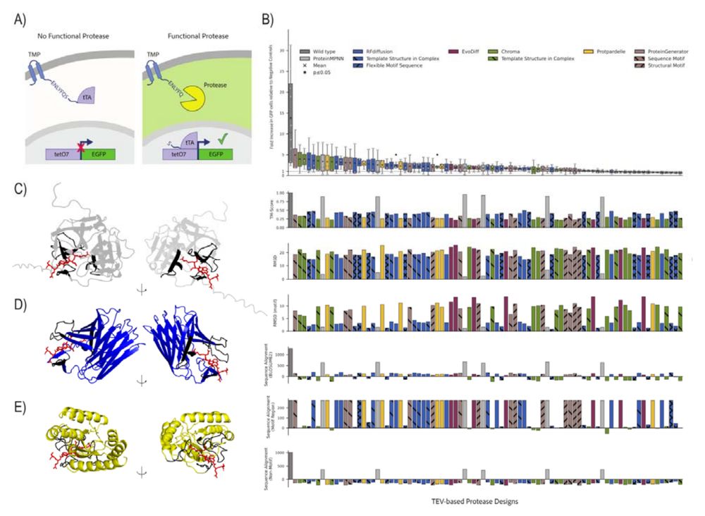 In-vitro validation of conditional designs around a set of functional motifs from
the Tobbaco Etch Virus (TEV) Protease