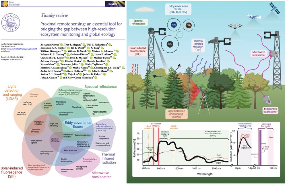 Overview of proximal remote sensing instruments at a flux tower site. Shown are three eddy-covariance towers with sonic anemometers collecting data to derive ecosystem fluxes. Shown for spectral reflectance and solar-induced fluorescence (SIF) is a hyperspectral sensor with a narrow field-of-view (FOV) and multi-directional scanning capabilities (Sections II.1 and II.2). We also show the direct emission of SIF from the forest canopy (Section II.2). For thermal infrared radiation, we show a fixed thermal camera and thermal radiation coming from the canopy (Section II.3). For microwave, we show two potential arrangements with antenna A receiving direct signals from under open-sky conditions as well as signals that are reflected from the underlying vegetated surface, and antenna B receiving a direct signal that is propagated downward through the vegetation canopy and attenuated by its moisture content (Section II.4). We also show a light detection and ranging (LiDAR) instrument emitting light to get a 3D representation of canopy structure (Section II.5). Above the forest are a drone, aircraft, and satellite to emphasize the potential of proximal remote sensing to complement observations across scales. In the inset plot, we show sample reflectance spectra for vegetation and wet soil and highlight key wavelength ranges for spectral reflectance. We also show typical SIF retrieval windows and LiDAR emission windows. Next to the reflectance spectra, we show sample radiance in the thermal infrared region, with example spectra for warm soil and cool vegetation. Finally, we show key measurement wavelength bands for microwave backscatter.