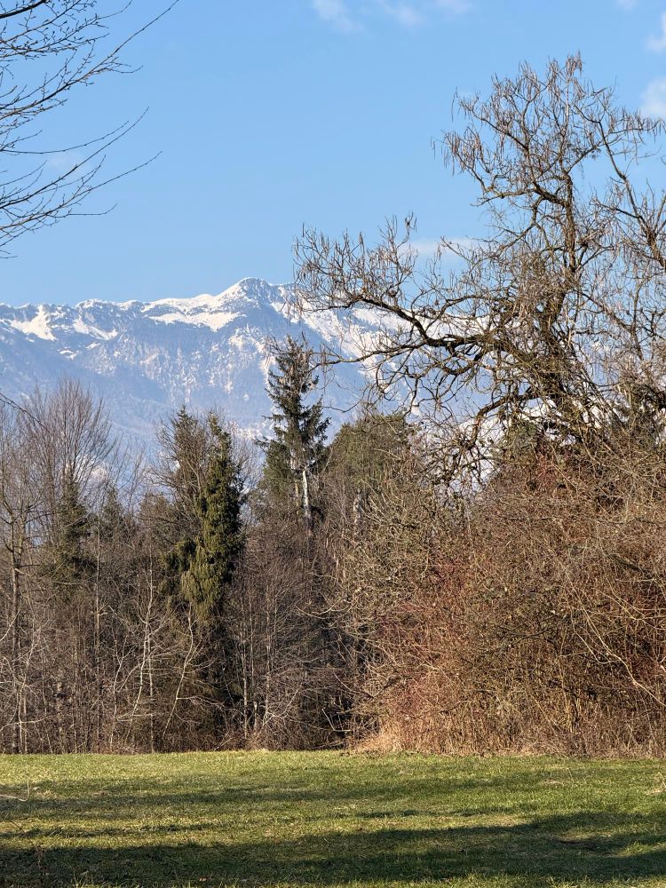 The snow dusted Julian alps peeking over trees on a sunny day