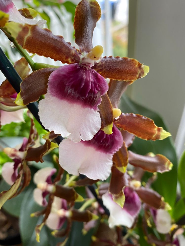 Close up of Purple and ivory Witches Jewels oncidium orchid blossoms
