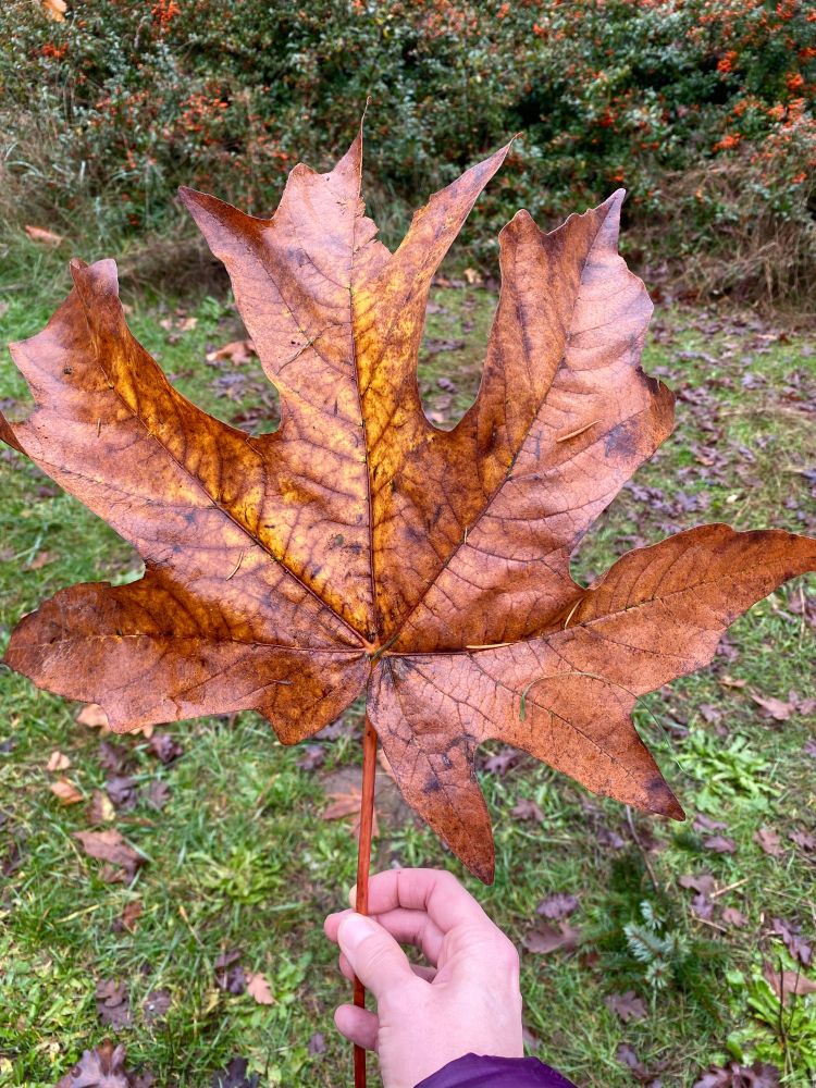 Hand holding a big leaf maple leaf