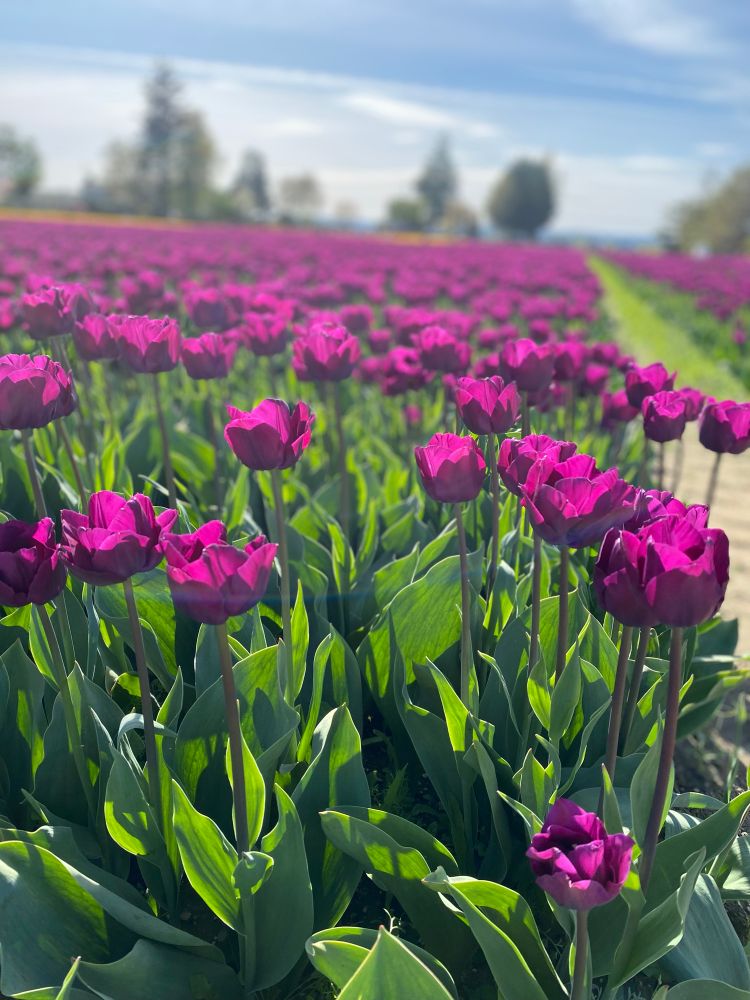 A field of purple tulips illuminated by sunlight 