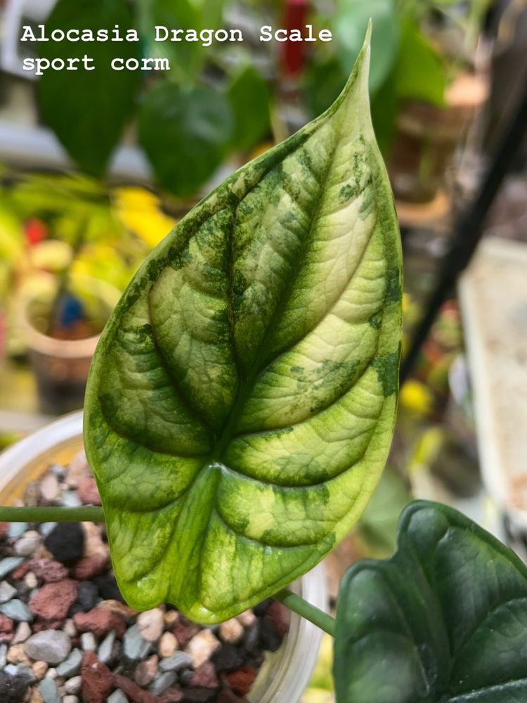 A variegated leaf from an alocasia 