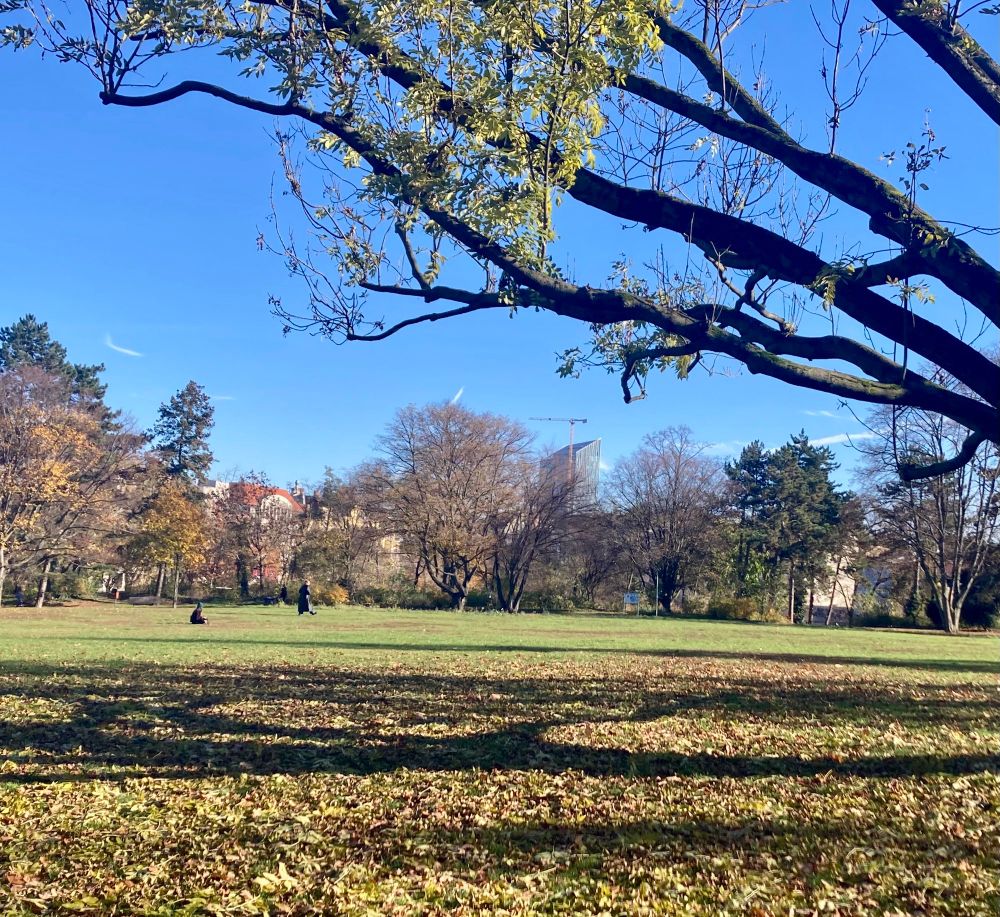 Besonnte herbstliche Parkfläche; zwischen von rechts ins Bild ragenden Ästen und deren Schatten auf der laubbedeckten Wiese im Hintergrund mittig eine Hochhaus-Baustelle mit Baukran.