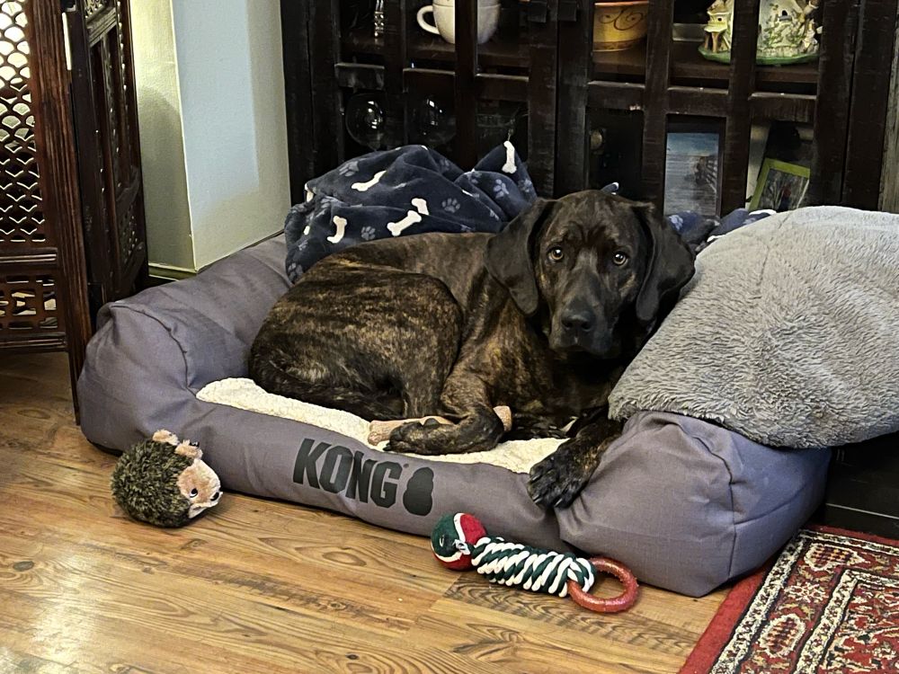 Lily the Plott hound on her bed