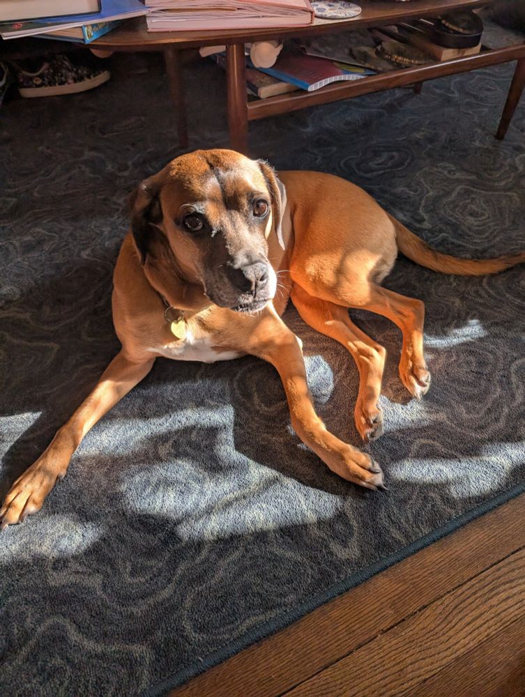 A goofy boxer hound mix. It's a brown dog. She really hates the mail man.