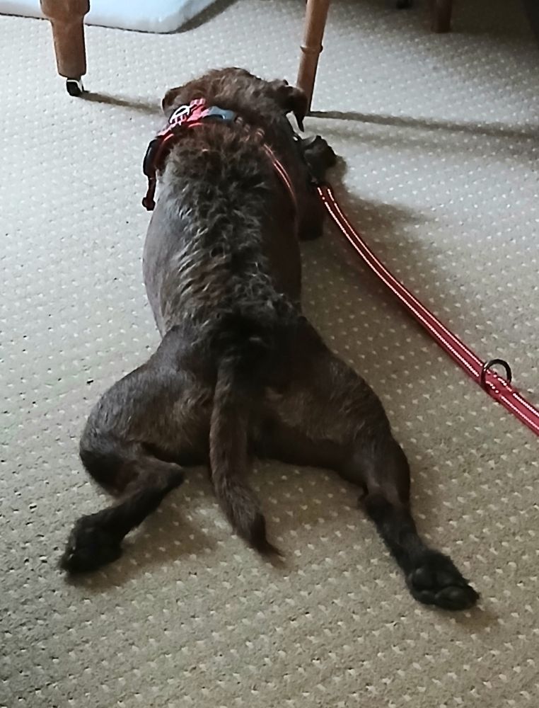A dog lying flat out with her hind legs spreadeagled.