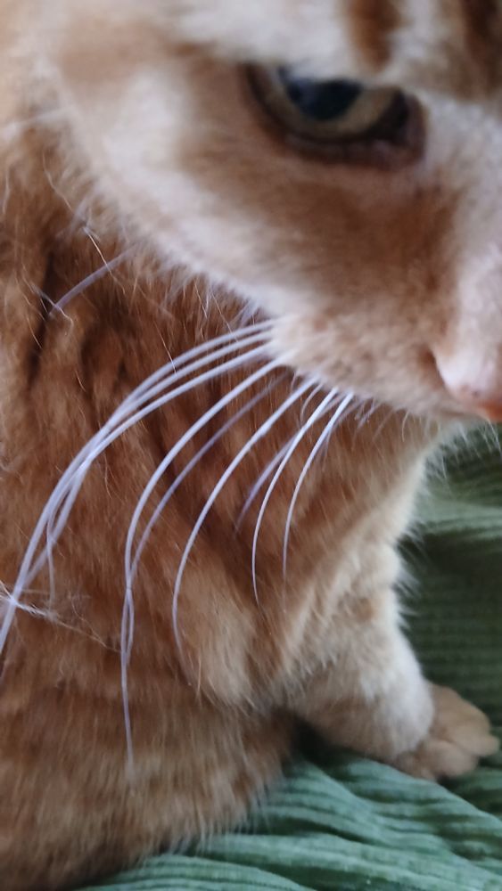 Close up picture of a ginger cat's face with white whiskers.