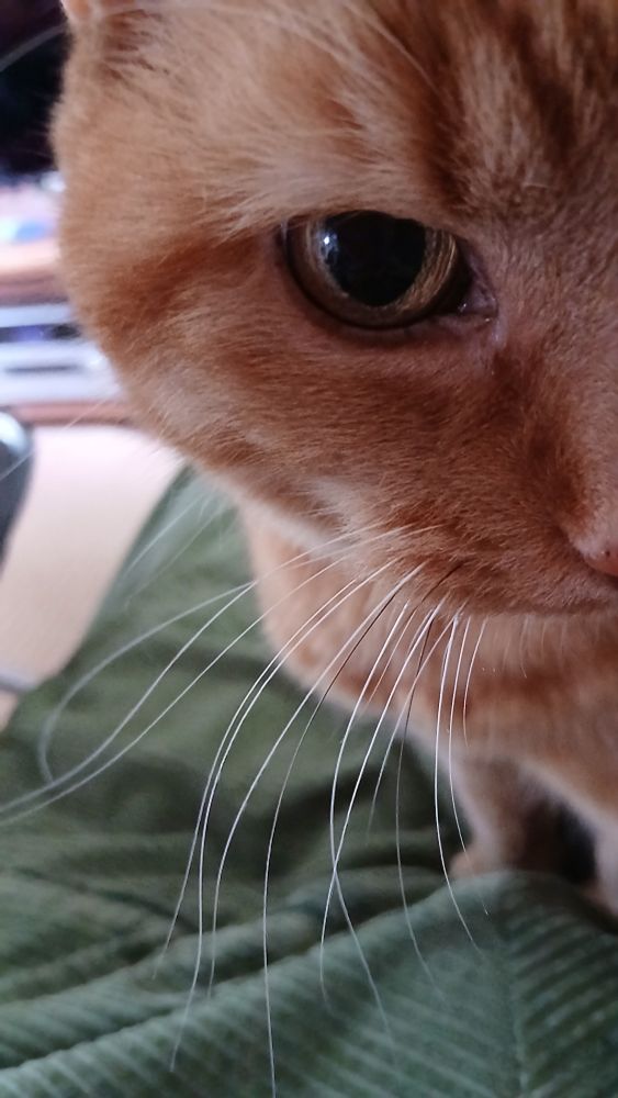 A gender cat is peering into the lens of my phone, so only one eye and her white whiskers can be seen.