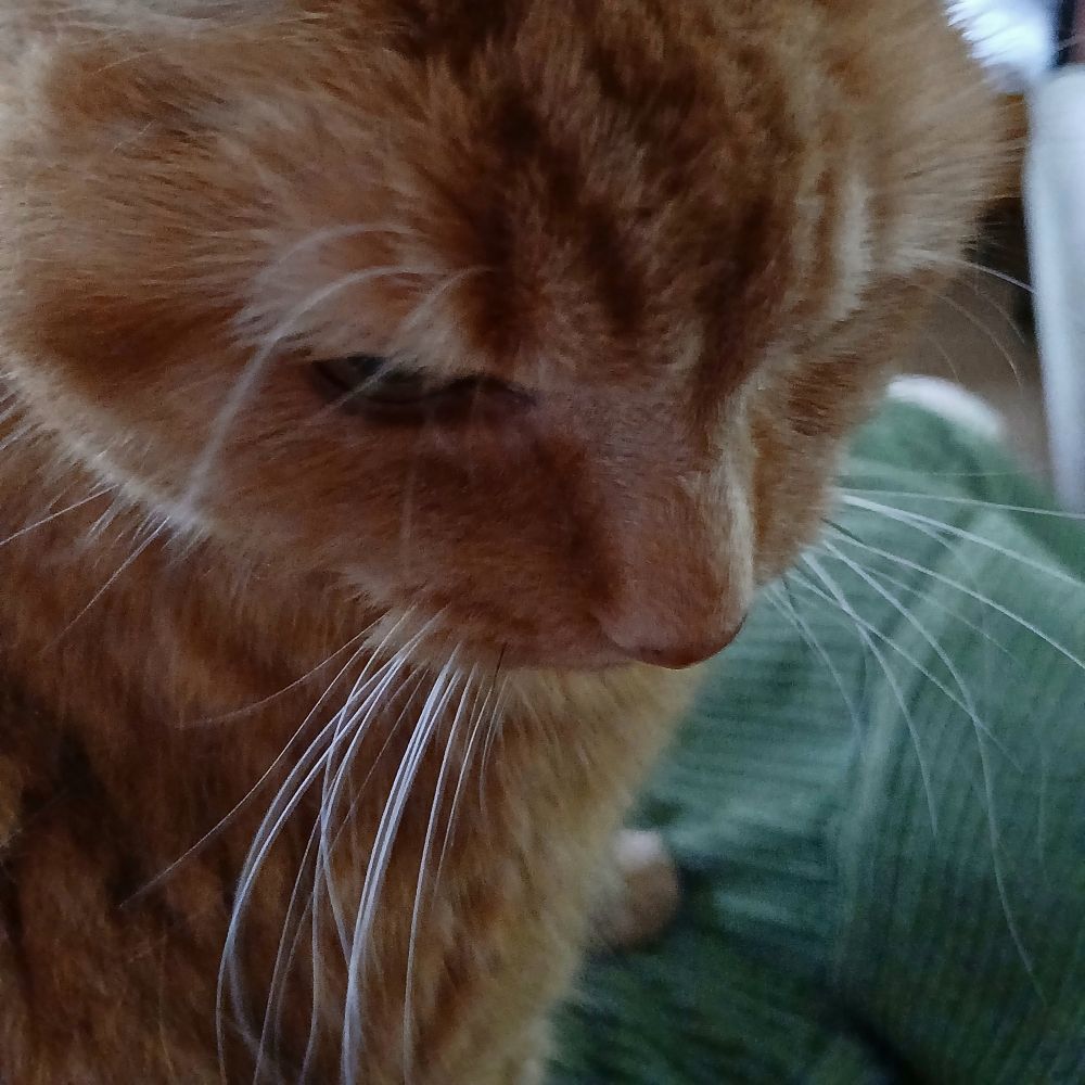 Ginger cat's face with whiskers shining in the light.