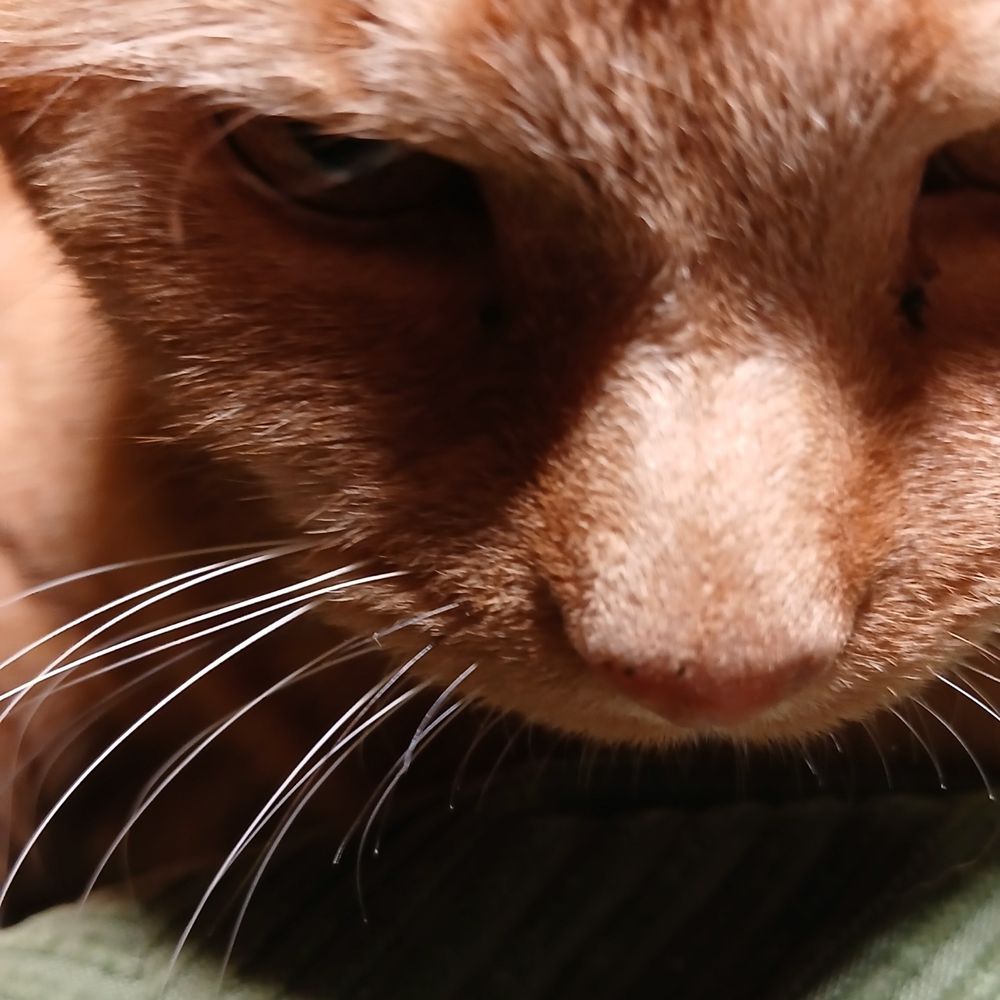 The face of a ginger cat lit by bright light, her eyes in shadow, her whiskers illuminated.