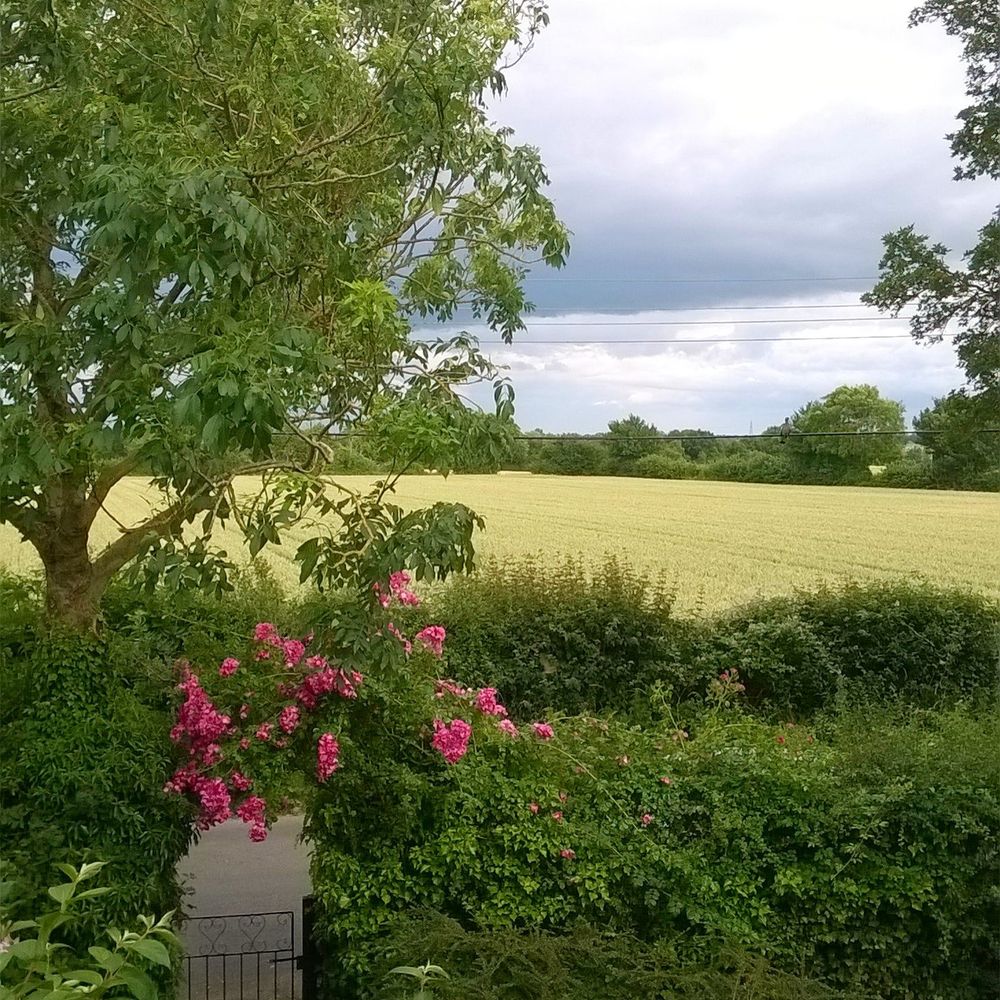 View from my house across the fields in summer.