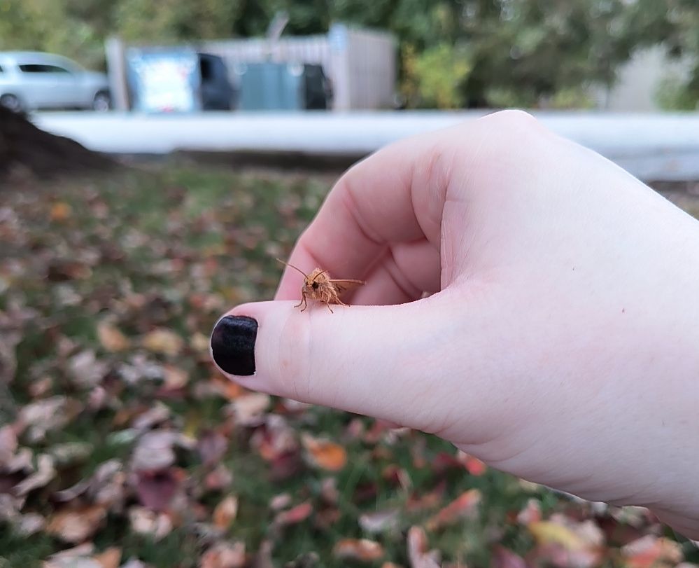 A tiny, fuzzy orange moth perched upon my thumb