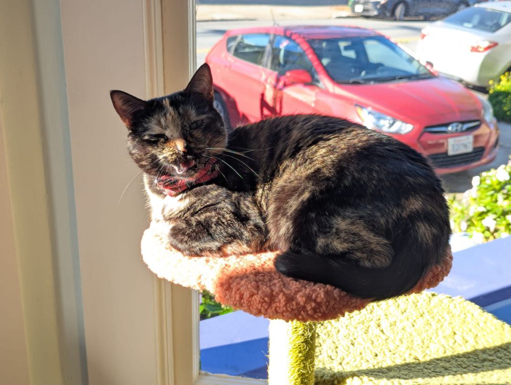 A tortoiseshell cat curled up in the sun on top of a window cat tree, looking at the camera with her mouth open mid-meow. She's also wearing a cute red plaid bow tie.