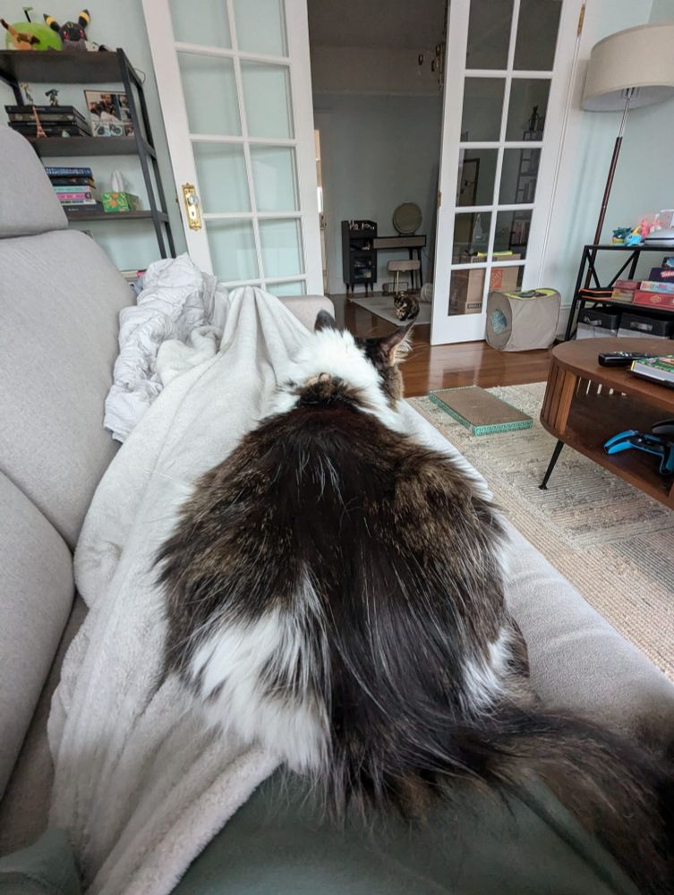 A black and white long-haired cat sitting on a stretched out person on a couch (you can only see the person's torso and legs under a blanket).