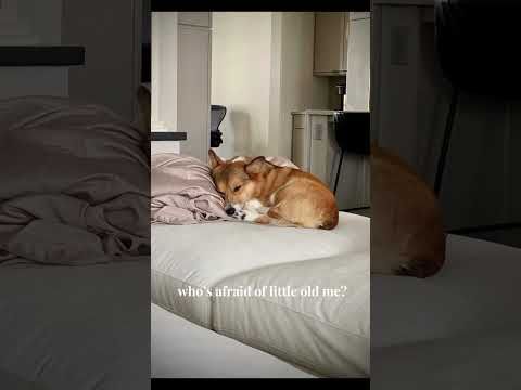 lol #Corgi #Corgis #Dogs #Puppies #Cute #Fuzzy #Puppy #Puppies #GreatDane #Goldendoodle #CavaPoo