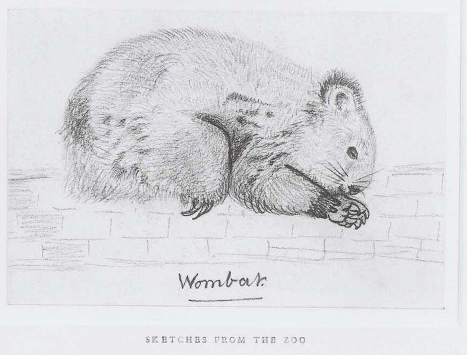 Pencil drawing of a wombat, curled up slightly, possible asleep, its clawed paws under its chin