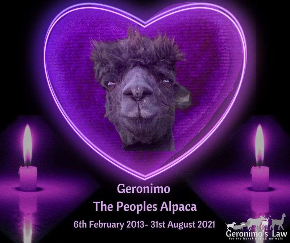 A bizarre photoshop of “Geronimo, The Peoples [sic] Alpaca, 6th February 2013- 31st August 2021”, showing his face inside a neon purple heart shape between two purple candles