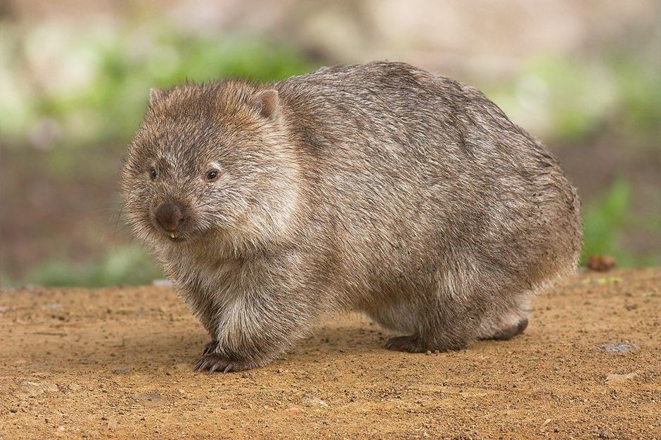 Photo of a wombat – a large, rotund, grey, quadrupedal marsupial