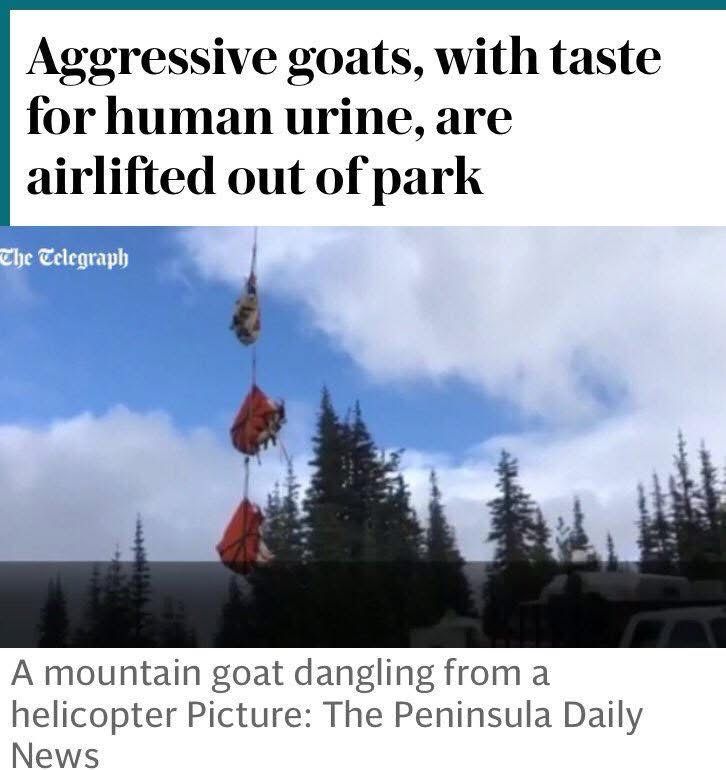Telegraph headline: Aggressive goats, with taste for human urine, are airlifted out of park. Image shows mountain goats in slings dangling from a helicopter over trees 